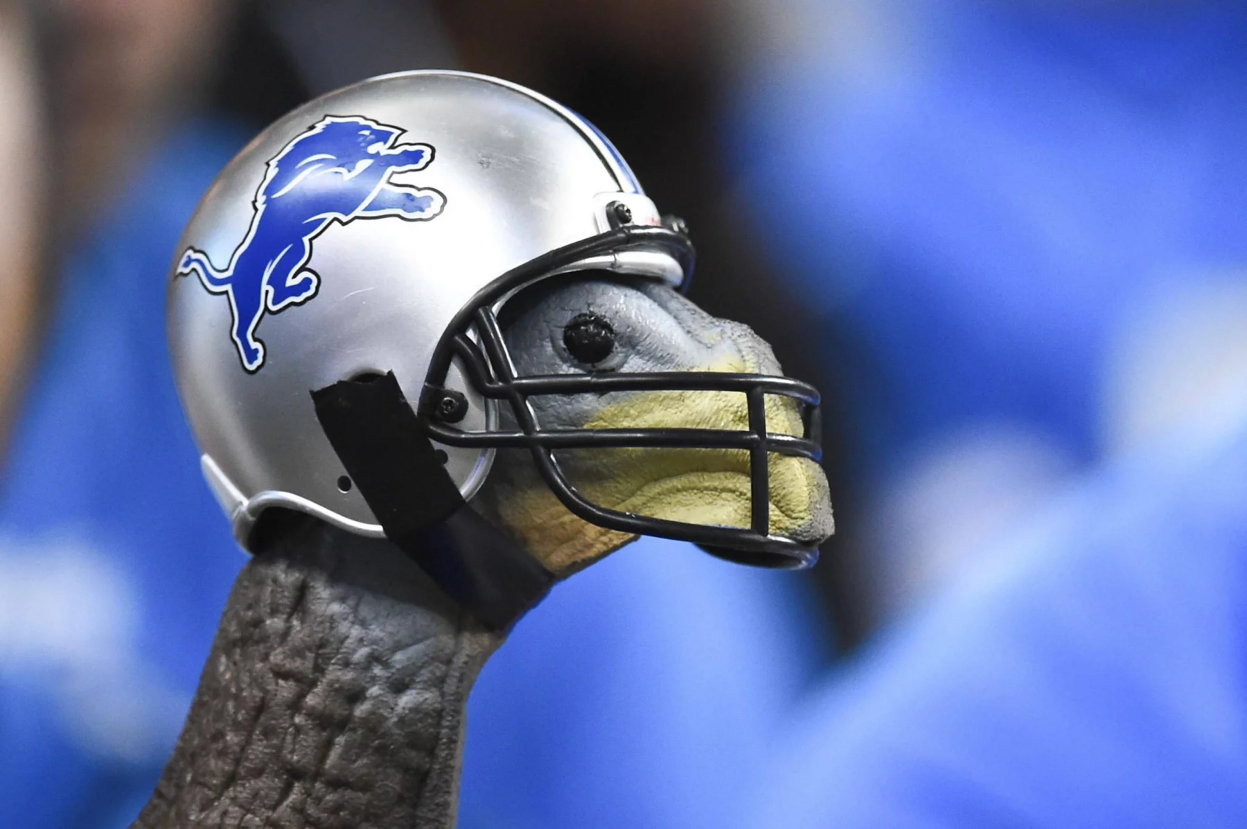 Thanksgiving 2025 - NFL Thanksgiving 2024 - Ein Thanksgiving-Truthahn, der einen Helm der Detroit Lions aufsetzt.