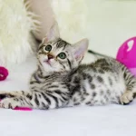 FootballR - NFL - Ein bengalisches Kätzchen, das mit einem rosa Spielzeug spielt.