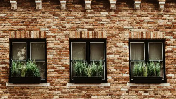 FootballR - NFL - Drei Fenster mit Pflanzen darin an einem Backsteingebäude.