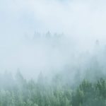 FootballR - NFL - Ein nebliger Wald mit Bäumen im Hintergrund.