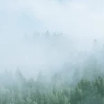 FootballR - NFL - Ein nebliger Wald mit Bäumen im Hintergrund.