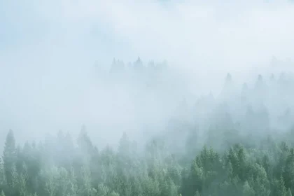 FootballR - NFL - Ein nebliger Wald mit Bäumen im Hintergrund.