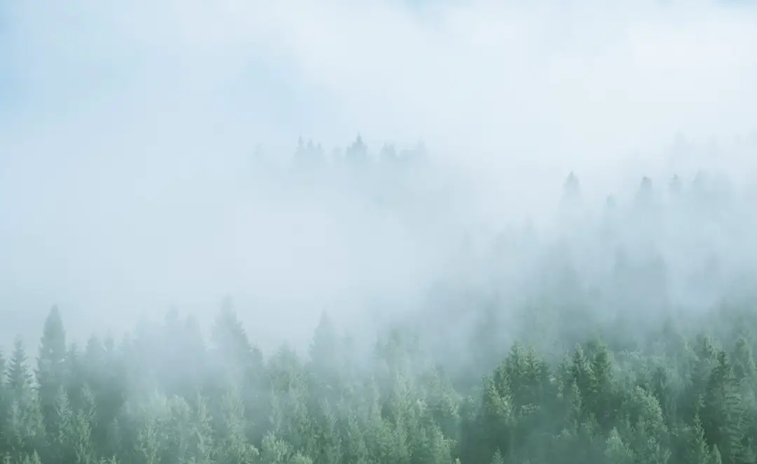 FootballR - NFL - Ein nebliger Wald mit Bäumen im Hintergrund.