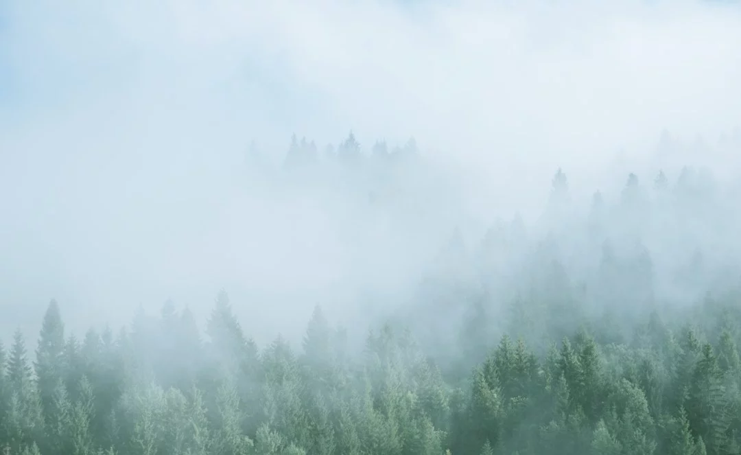FootballR - NFL - Ein nebliger Wald mit Bäumen im Hintergrund.