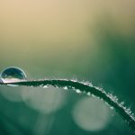 FootballR - NFL - Ein Wassertropfen sitzt auf einem Grashalm.