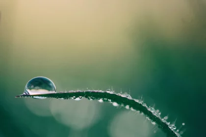FootballR - NFL - Ein Wassertropfen sitzt auf einem Grashalm.