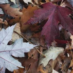 FootballR - NFL - Herbstblätter auf dem Boden.