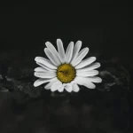 FootballR - NFL - Ein weißes Gänseblümchen sitzt auf einem dunklen Hintergrund.