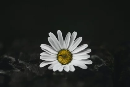 FootballR - NFL - Ein weißes Gänseblümchen sitzt auf einem dunklen Hintergrund.