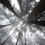 FootballR - NFL - Ein nebliger Wald mit hohen Bäumen im Hintergrund.